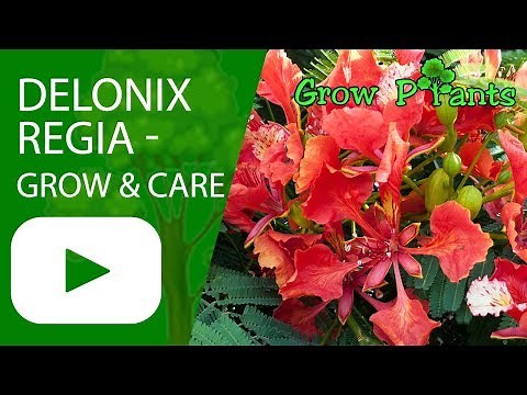 Delonix regia - growing & care