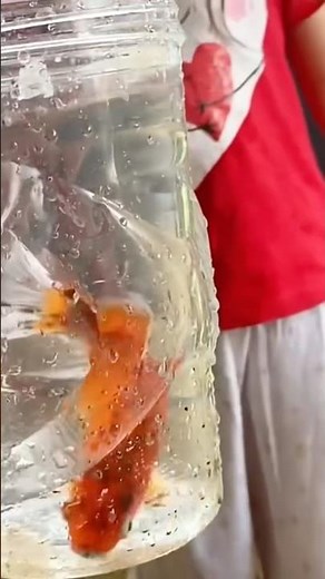 Black spotted bokim comet fish