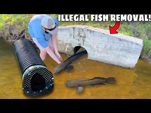 ILLEGAL Fish Found INVADING my BACKYARD POND!