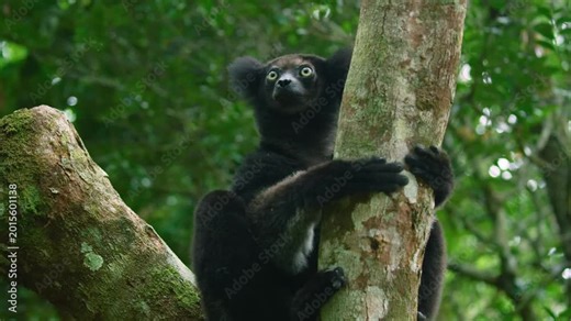 Black-and-white ruffed lemur (Varecia variegata), Vakona Forest Lodge Lemur Sanctuary, Andasibe.