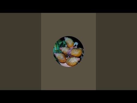 Hymenochirus boettgeri (Zwergkrallenfrösche) im 112 Liter Aquarium.