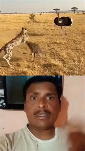 Mother Ostriche Delivars A Poworfull Forwords Kick #wildlife #balupawar #safari #animalbehavior