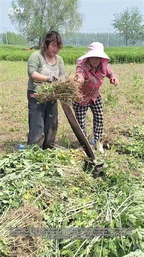Ancient Grass Cutting Hack! 🌾 Two-Man Scythe Technique for Perfect Feed
