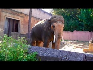 Erlebniszoo Hannover - Gorillas - Chinesischer Leopard