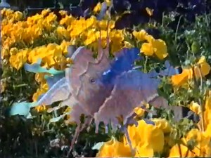 Jam & Spoon - Stella [1992] 🦋 (Original Promo Video) R&S 🎧 | Old Skool Hardcore/Rave Tunes & Videos