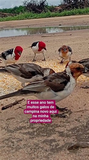 óleo tanto de galo de campina novo que já tem aqui já desse ano #passaro #aves
