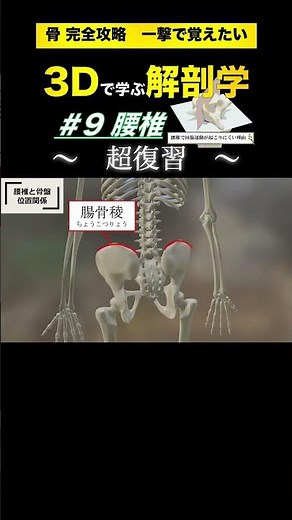 一撃で覚えたい！腰椎★超復習 【3Dで学ぶ解剖学】 #解剖学 #腰椎 #腰椎すべり症 #腰椎椎間板ヘルニア