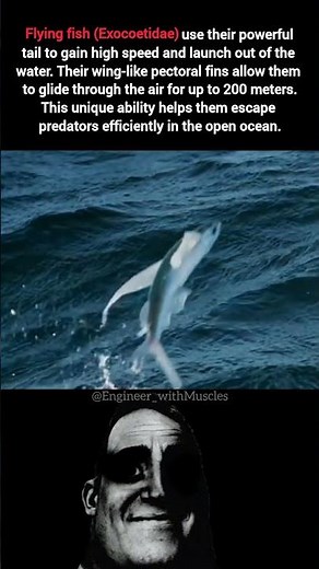 Flying Fish That Glide in Air 😳 | Nature’s Real-Life “Flying” Animal #facts #science #shorts #sea