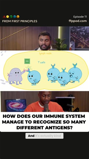 From First Principles on Instagram: "T-cells need many keys for all threats, requiring diverse proteins and DNA. The challenge? Coding 10^15 receptors without exceeding our genome's size. VDJ gene segments mix and match to make it possible! #TCells #Immunology #Genetics #VDJRecombination #NobelPrize #ScienceExplained #Biology #MIT #Optogenetics #Hippocampus"