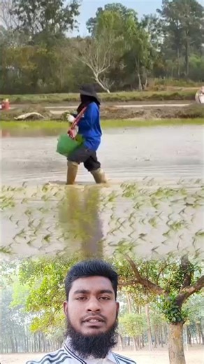 Learn easy rice planting techniques 🌾🔥‎#ricefarming #agriculturetips