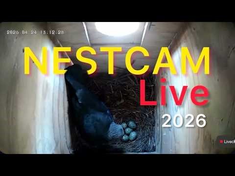 May 4-5 |Jackdaw Nest Cam LIVE (Sweden) - Watch This Jackdaw Couple Start Their Family