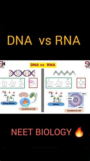 DNA vs RNA