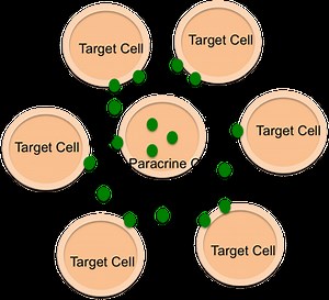 Hormones Pathways and Responses