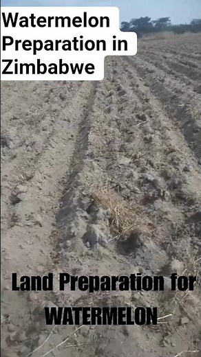 Watermelon in Zimbabwe #watermelon #winter farming #farming