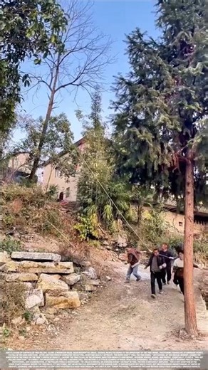 Traditional methods of felling trees in rural areas