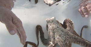 Farm-bred octopus: A benefit to the species or an act of cruelty?