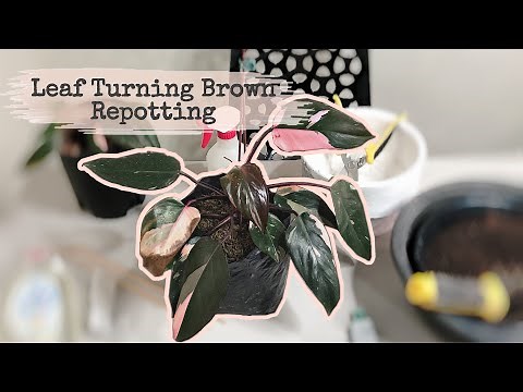 Pink Princess Philodendron: Leaf Turning Brown | Repotting | Care Tips