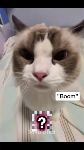 Cats making strange sounds 💀 pt.4