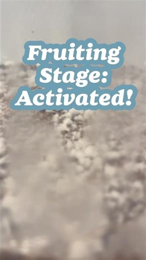 Mushroom mini monotub: fruiting stage activated!