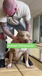 Dog #reelsfb #dog #animal #doggo #dogstagram #Animation #anime #dogood #doglife #doglover | Vann Zy