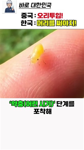 인류가 두 손 들었던 수억 마리 메뚜기 재앙, 단 3일 만에 소멸시킨 대한민국의 압도적인 클래스