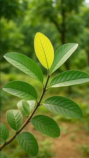 Did You Know Guava Leaves Can Heal? | Plant science