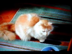 Funny Cat Commercial "Eych"
