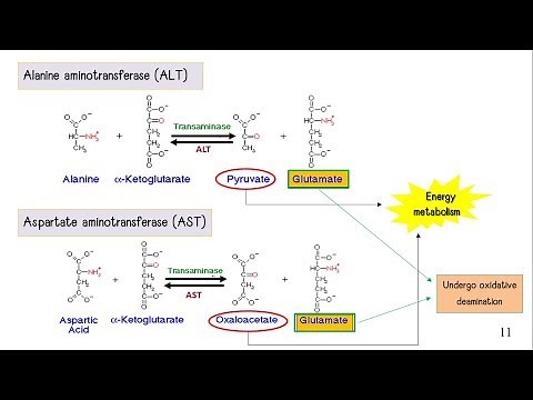 Amino Acid Metabolism