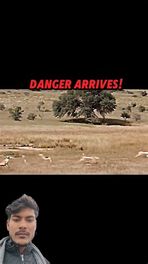 🐆 Cheetah vs Gazelle #youtubeshorts #cheetah #attack #gazelle #viral #viralvideo #trendingshorts