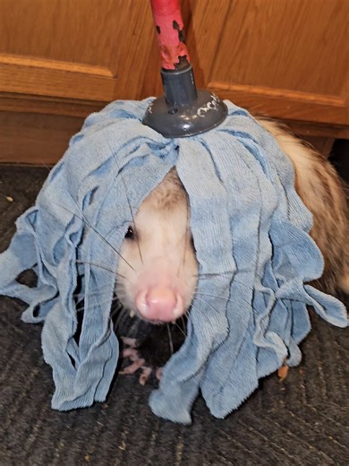 Opossum Rescue: Understanding Their Unique Behavior