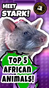 Meet Stark, one of Hawk Creek’s Gambian pouched rats!!! For more fun facts and animal content, visit our YouTube channel! #hawkcreekwc #nonprofit #wildlife #Conservation #animal #animallovers #trending #rat #rats | Hawk Creek Wildlife Center Inc