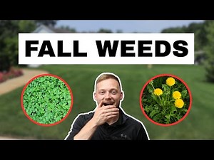 How to Kill Fall Weeds and Save Your Lawn | Identify & Treatment