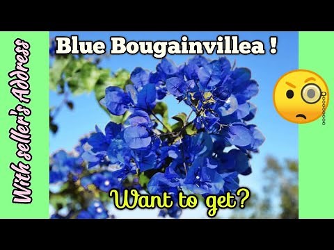 Most Awaited Blue Bougainvillea...Here It is!!! //100% reliable information about Blue Bougainvillea