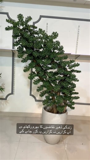 Big size bonsai’s plant . Available in different sizes sizes and shapes . #bonsaicreation #plants