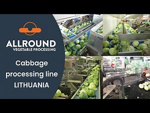 Cabbage processing line | DAR | Lithuania | Allround Vegetable Processing