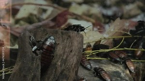 Madagascar hissing cockroaches in terrarium. Gromphadorhina portentosa species. The largest species of cockroach living in Madagascar. Close-up view.