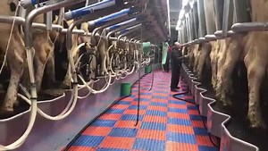 🐄Friday Farm Update🐄 For this week's update from our Stoke Climsland campus, Curriculum Area Manager Roger Clarke shows the milking parlour at our modern, multi-million pound dairy research facility, Future Farm. What are your farm tasks today? Let’s see your pictures on the farm! #DiscoverDuchy #agriculture | Duchy College