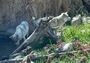 Yellowstone National Park: Part Two