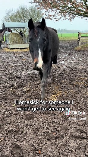 Coping with Horse Loss: Finding Hope and Healing