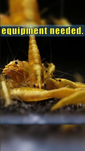 Neocaridina Shrimp: The Easiest Starter for Your Aquarium!