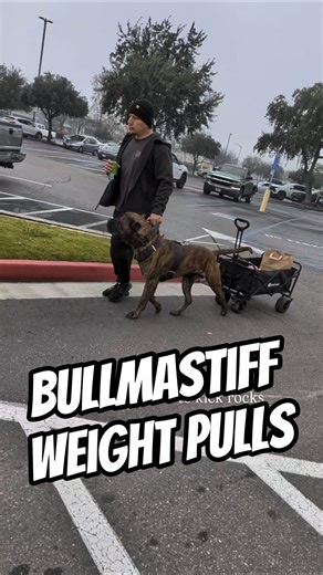 PRACTICAL BULLMASTIFFS