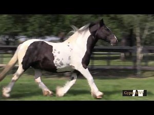 Honey Rose: Gypsy Vanner Horse for Sale by Gypsy MVP