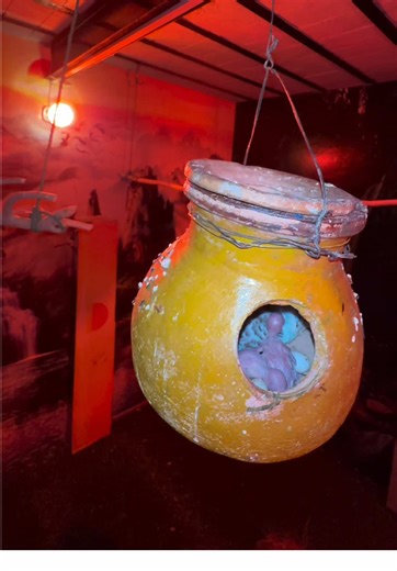 Creative Aviary Ideas for Pet Lovers