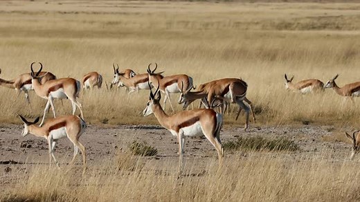 Springbok Antelope Herd - Etosha National Park