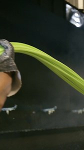 177 reactions | Ever wonder why our ropes hold up so dang well?  It starts with the wax. Every Fast Back rope goes through a special waxing process that adds grip, protects against the elements, and boosts durability. Rain or shine, fresh outta the twisties or months deep in the practice pen—our ropes are built to last.#FastBackRopes #DurabilityYouCanTrust #WaxedRight #RopeThatLasts #QualityToTheCore #RopeLife | Fast Back Ropes | Facebook