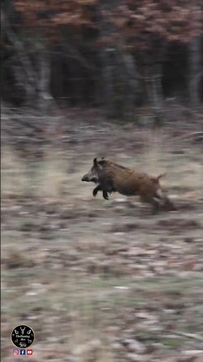 Epic Miss! My Neighbor Whiffs the Shot on a Wild Boar in Driven Hunt