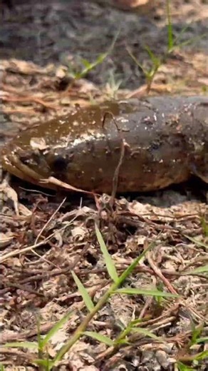 Primitive Hand Fishing Skills! 🎣"