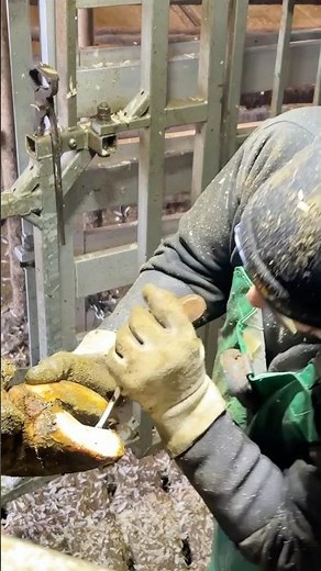 🐄✂️ Professional Hoof Trimming Basics – The Secret to Comfortable Cows
