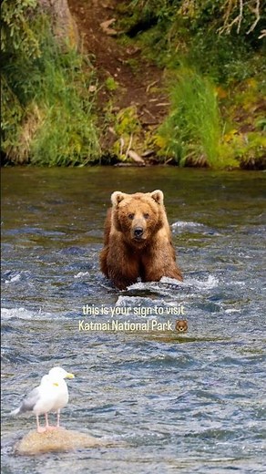 Enjoying bear paradise in Katmai National Park