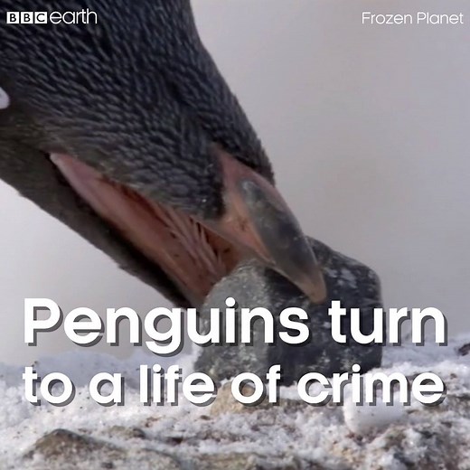 That is one SNEAKY penguin! 🐧 #FrozenPlanet | BBC Earth